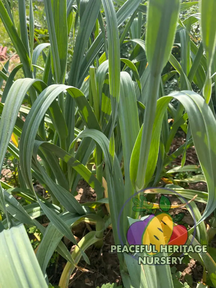 Conley’s Perennial Garlic | Naturally Grown - Native