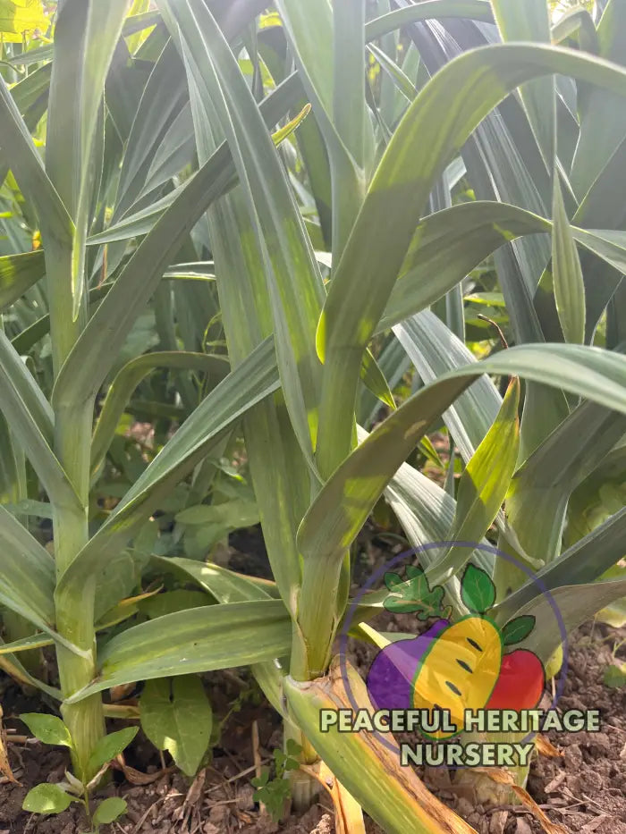Conley’s Perennial Garlic | Naturally Grown - Native