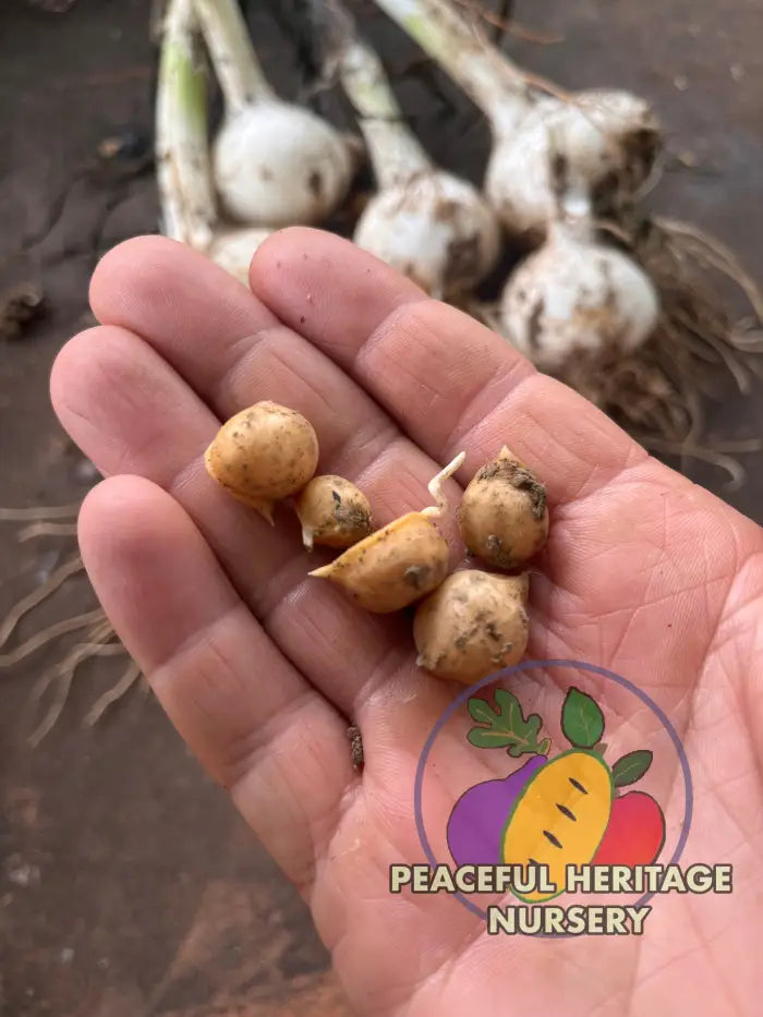 Conley’s Perennial Garlic | Naturally Grown - Native