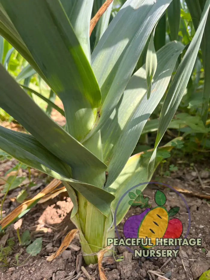 Conley's Perennial Garlic | Naturally Grown