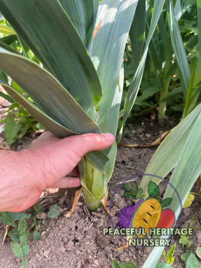Conley’s Perennial Garlic | Naturally Grown - Native