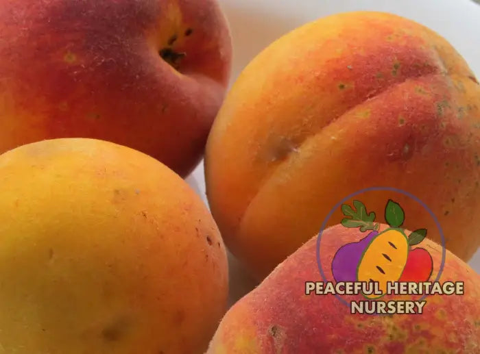 Contender Peach | Peaceful Heritage Nursery Peach Trees For Sale