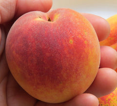 Redskin Peach | Peaceful Heritage Nursery