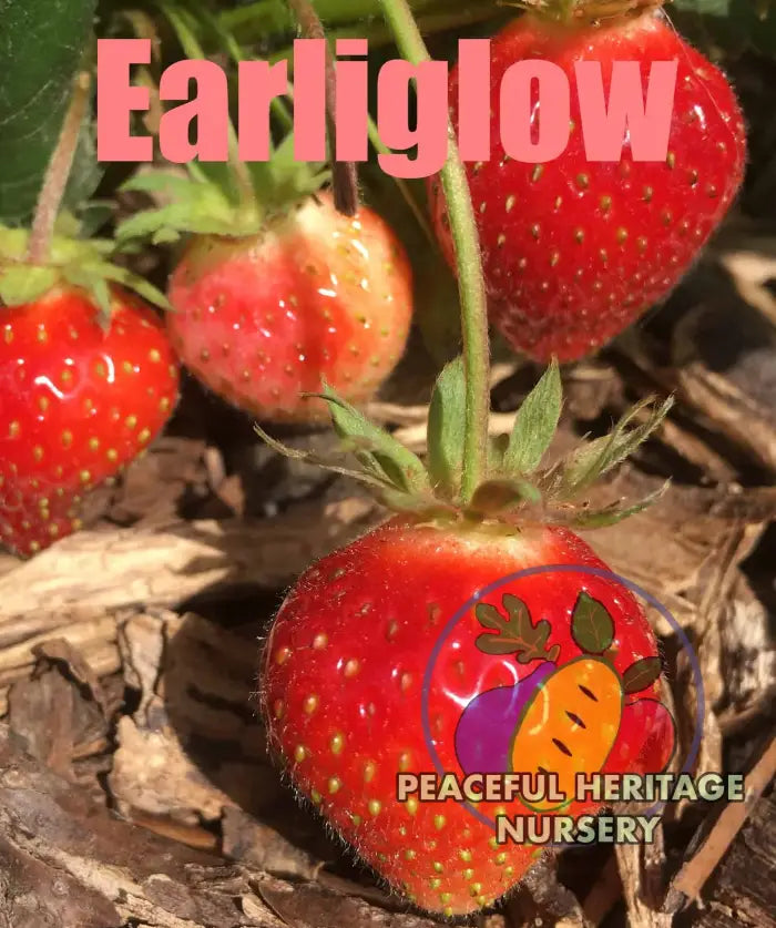 Earliglow Heirloom Strawberry | Peaceful Heritage Nursery 10-Plant Bundle ORGANIC