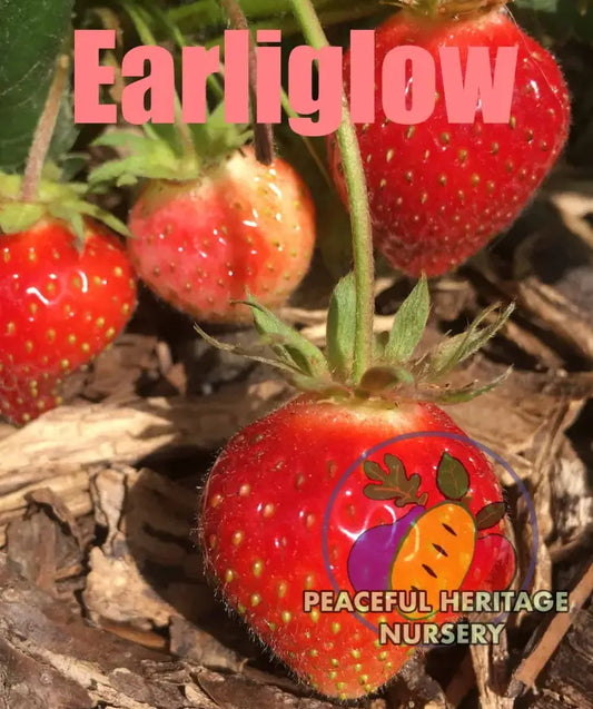 Earliglow Heirloom Strawberry | Peaceful Heritage Nursery 10-Plant Bundle ORGANIC