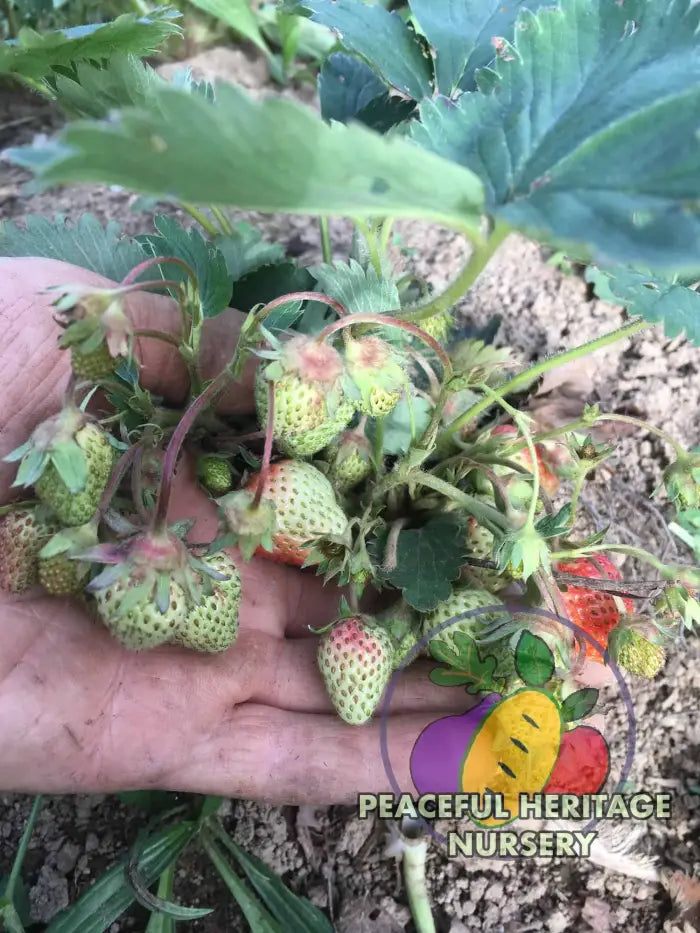 Earliglow Heirloom Strawberry | Peaceful Heritage Nursery ORGANIC