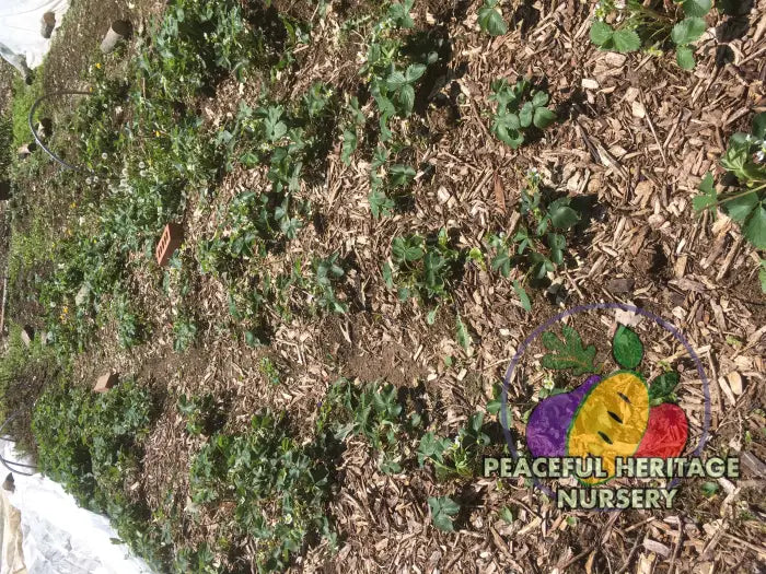 Earliglow Heirloom Strawberry | Peaceful Heritage Nursery ORGANIC