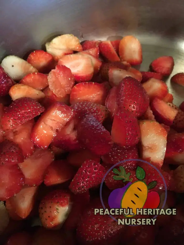 Earliglow Heirloom Strawberry | Peaceful Heritage Nursery ORGANIC