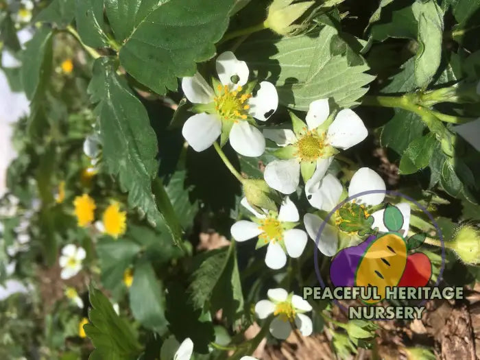 Earliglow Heirloom Strawberry | Peaceful Heritage Nursery ORGANIC