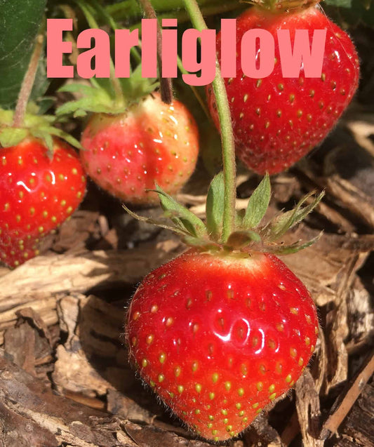 Earliglow Heirloom Strawberry