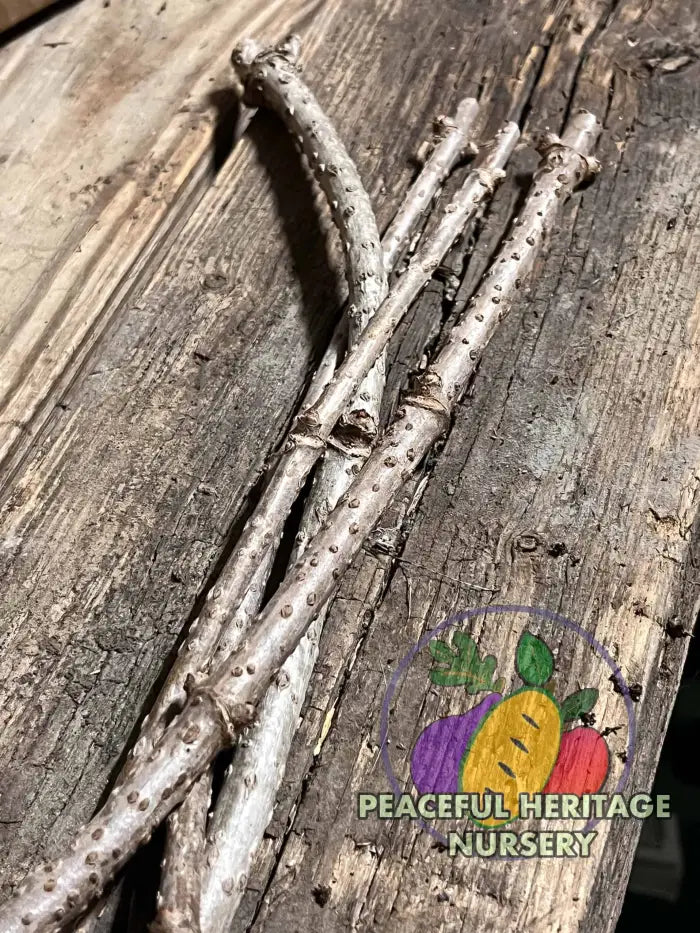 Elderberry Cuttings | Naturally Grown Bob Gordon 5 Cuttings Naturally Grown Elderberry Plants For Sale