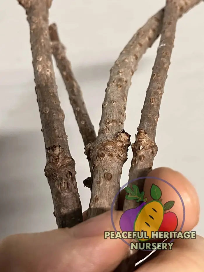 Elderberry Cuttings | Naturally Grown Naturally Grown Elderberry Plants For Sale