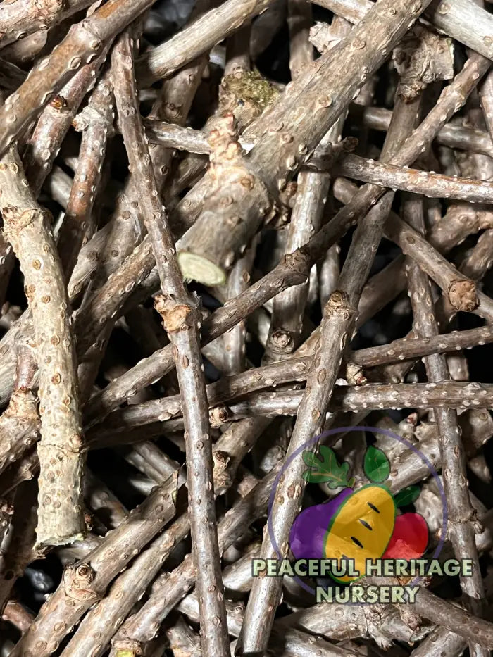 Elderberry Cuttings | Naturally Grown Naturally Grown Elderberry Plants For Sale