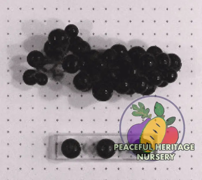 Elvicand Grape | Naturally Grown Grape Vines For Sale