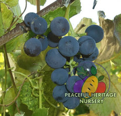 Elvicand Grape | Naturally Grown