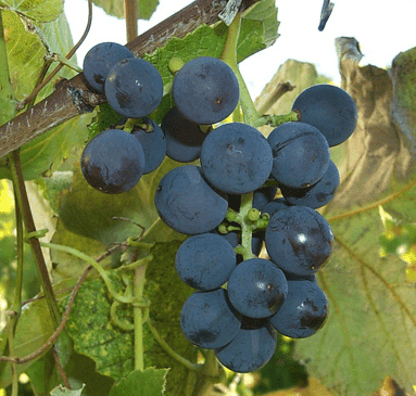 Elvicand Grape - Naturally Grown