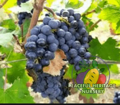Fern Munson Grape | Naturally Grown