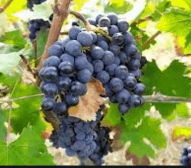 Fern Munson Grape - Naturally Grown