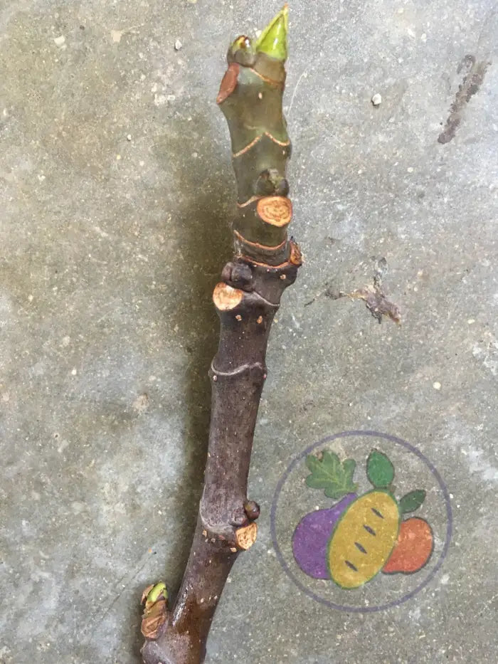Fig Cuttings (Dormant Wood) Naturally Grown Fig Trees For Sale