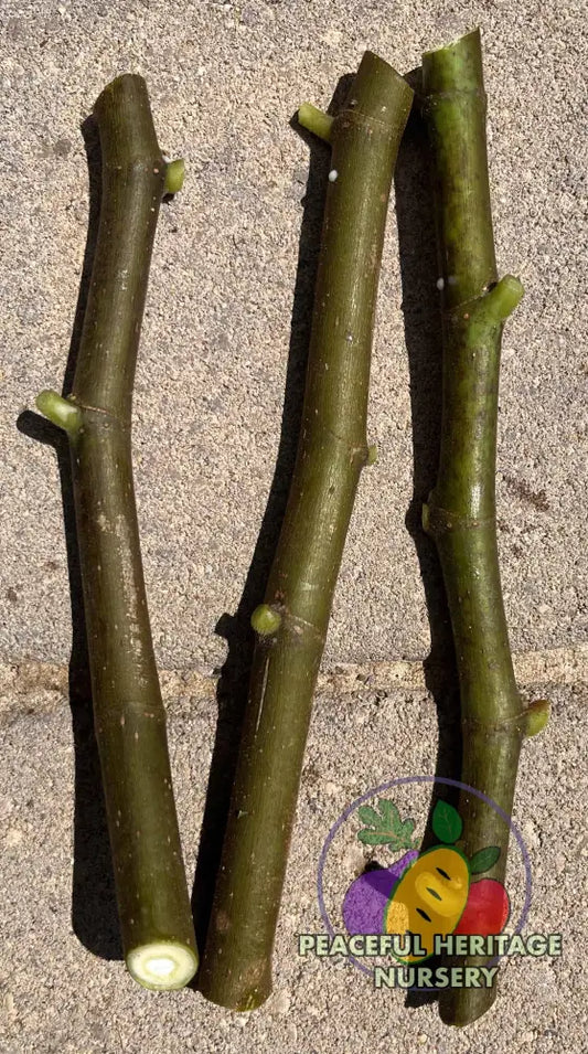 Fig Cuttings | Naturally Grown Olympian 5 Cuttings ORGANIC