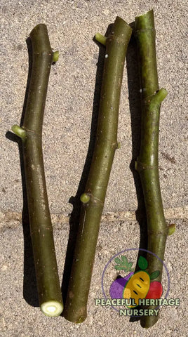 Fig Cuttings | Naturally Grown