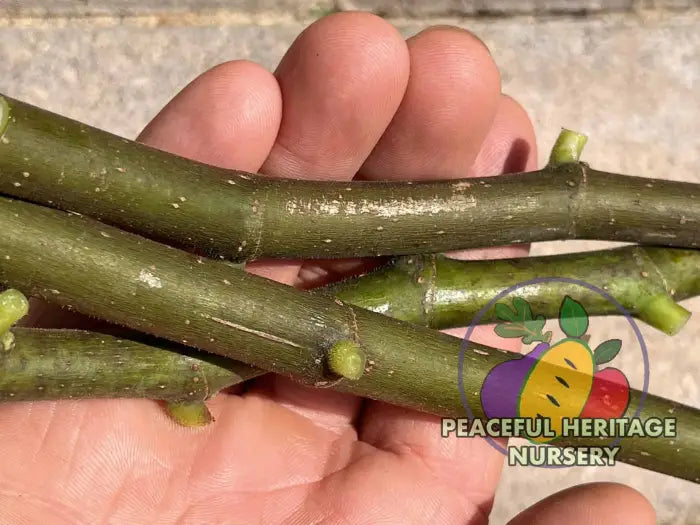 Fig Cuttings | Naturally Grown ORGANIC