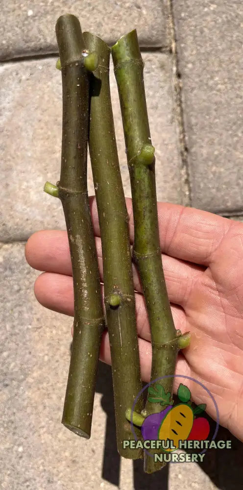 Fig Cuttings | Naturally Grown ORGANIC