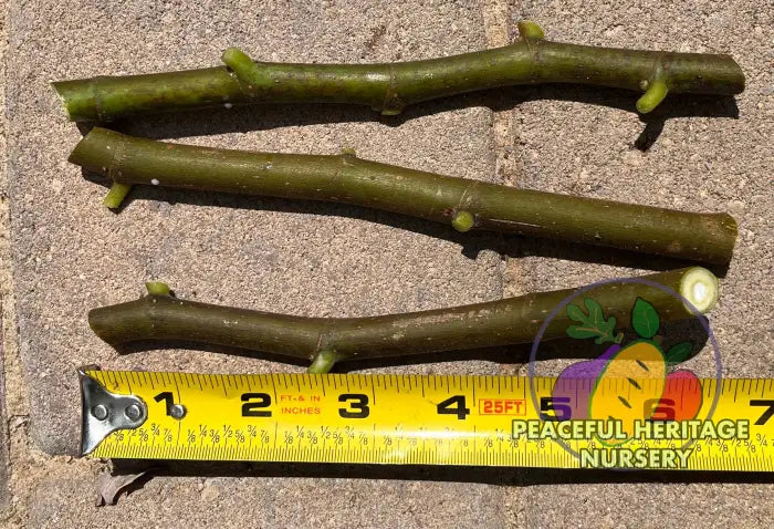 Fig Cuttings | Naturally Grown ORGANIC