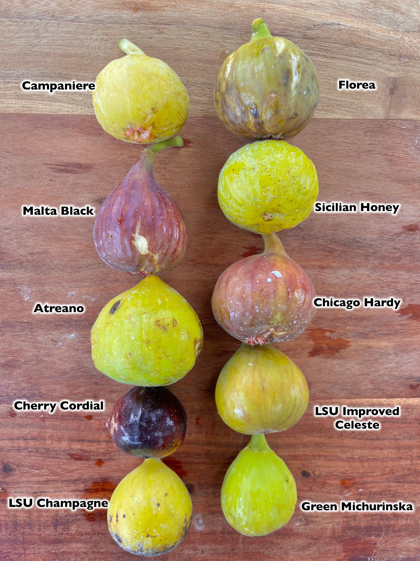 LSU Champagne Fig Tree | Naturally Grown