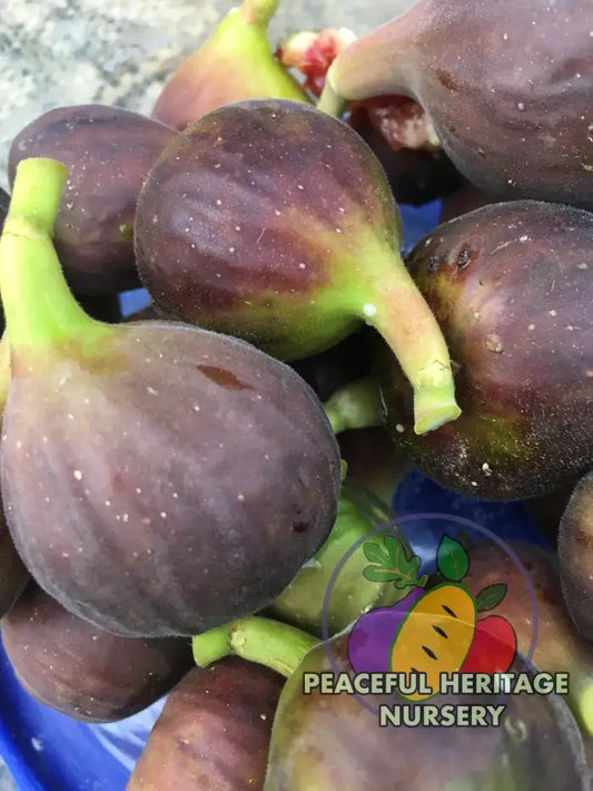 Fignomenal Fig (Dwarf Chicago Hardy) - Naturally Grown MEDIUM 1-2’ ORGANIC