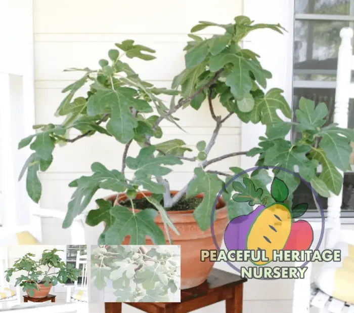 Fignomenal Fig (Dwarf Chicago Hardy) - Naturally Grown ORGANIC