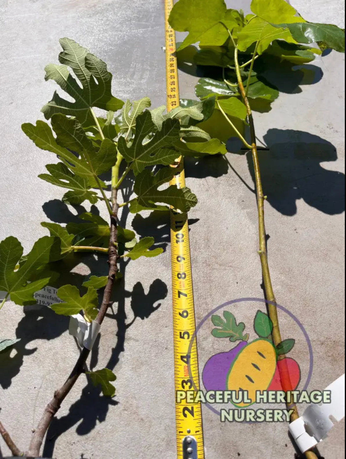 LSU Gold Fig | Naturally Grown