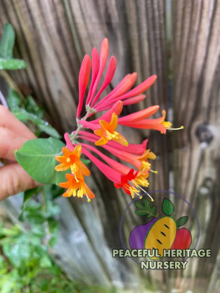 Native Honeysuckle Vine (Coral Honeysuckle) NEW!!! | Naturally Grown Unassigned