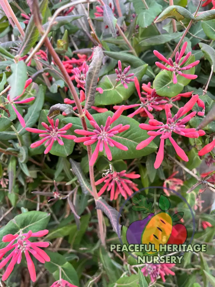 ’Firecracker’ Native Coral Honeysuckle Vine NEW!!! | Naturally Grown - Unassigned