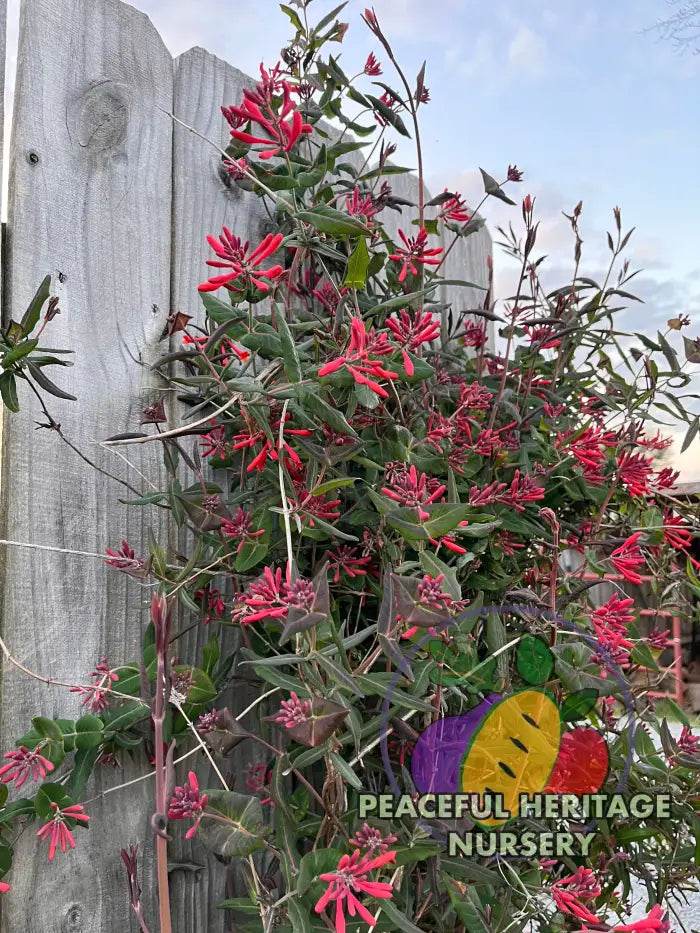 Coral Honeysuckle Plants (Lonicera sempervirens)