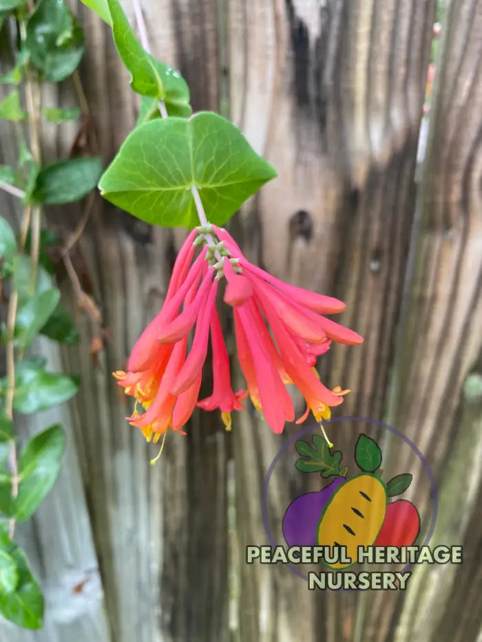 Native Honeysuckle Vine (Coral Honeysuckle) NEW!!! | Naturally Grown Unassigned