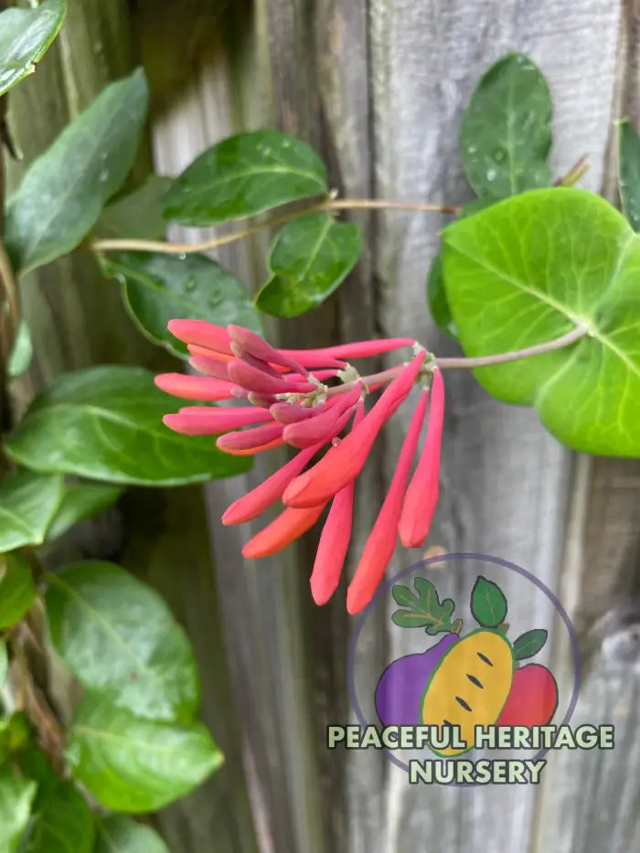 Native Honeysuckle Vine (Coral Honeysuckle) NEW!!! | Naturally Grown Unassigned