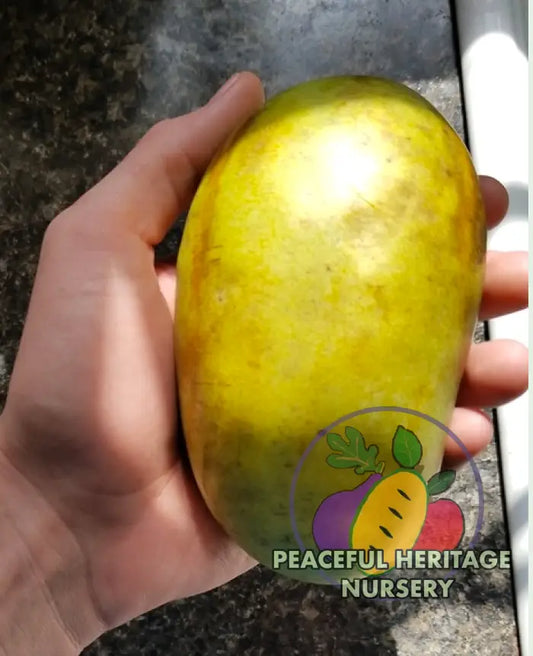 Florence White Pawpaw Tree - Naturally Grown Medium 12-18’’ Pawpaw Trees For Sale