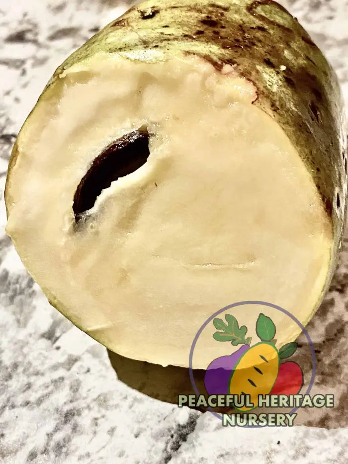 Florence White Pawpaw Tree - Naturally Grown Pawpaw Trees For Sale