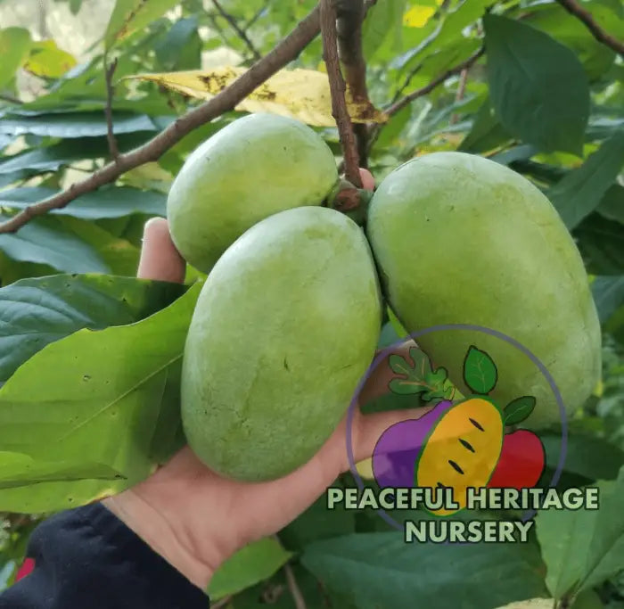 Florence White Pawpaw Tree - Naturally Grown Pawpaw Trees For Sale