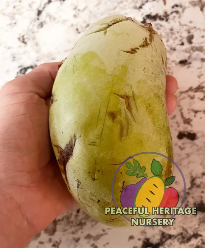 Florence White Pawpaw Tree | Peaceful Heritage Nursery Pawpaw Trees For Sale