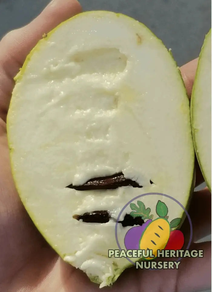 Florence White Pawpaw Tree | Peaceful Heritage Nursery
