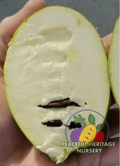 Florence White Pawpaw Tree | Peaceful Heritage Nursery