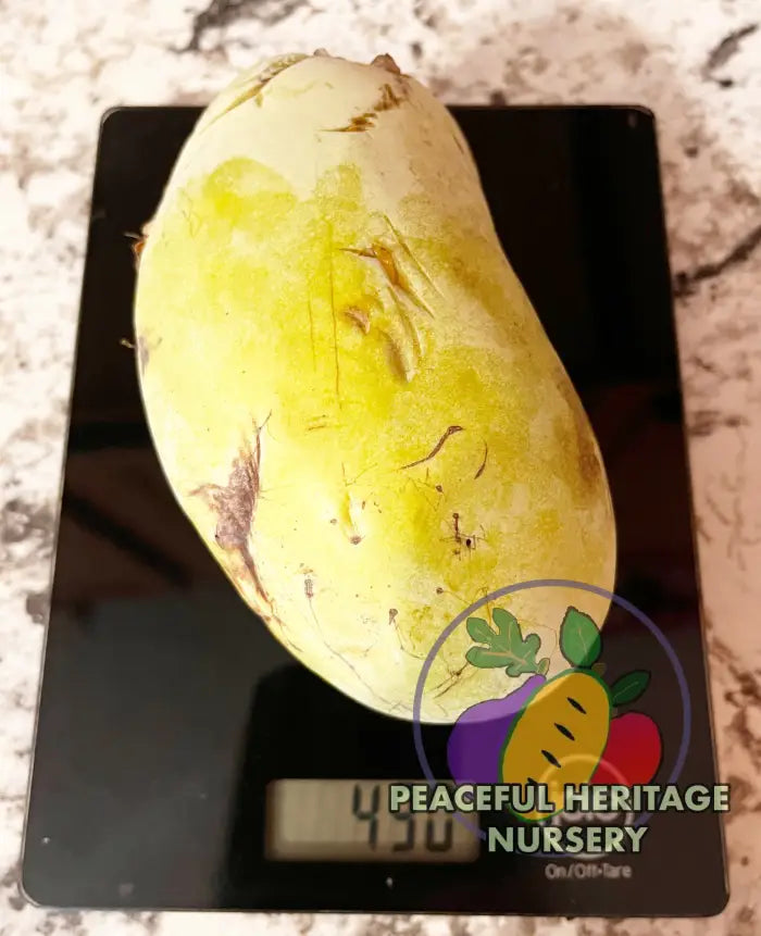 Florence White Pawpaw Tree | Peaceful Heritage Nursery Pawpaw Trees For Sale
