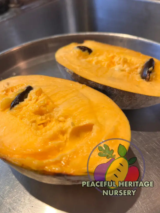 Free Byrd Pawpaw Tree - NATURALLY GROWN MEDIUM 1-2’ Pawpaw Trees For Sale