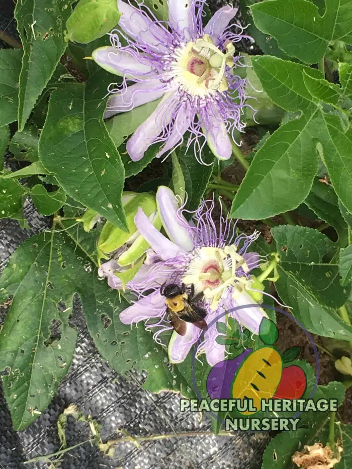 Superior Hardy Passionfruit Vine Plant Bundles - NATURALLY GROWN ORGANIC