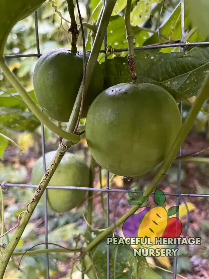 Genesis Hardy Passionfruit Vine | Naturally Grown ORGANIC