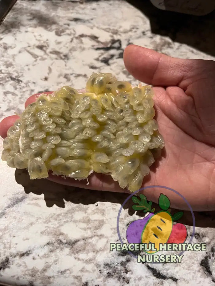 Genesis Hardy Passionfruit Vine | Naturally Grown ORGANIC