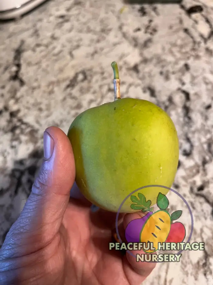 Genesis Hardy Passionfruit Vine | Naturally Grown ORGANIC