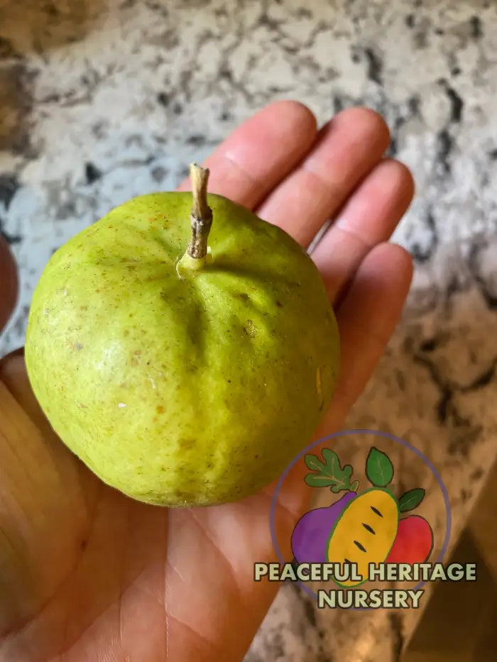 Genesis Hardy Passionfruit Vine | Naturally Grown ORGANIC